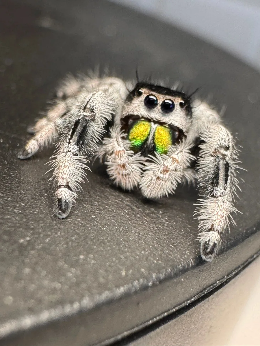 Jumping spider with bright green chelicerae looking at the camera