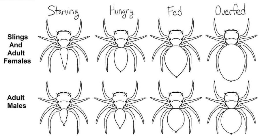 Feeding chart showing abdomen sizes for starving, hungry, fed, and overfed jumping spiders