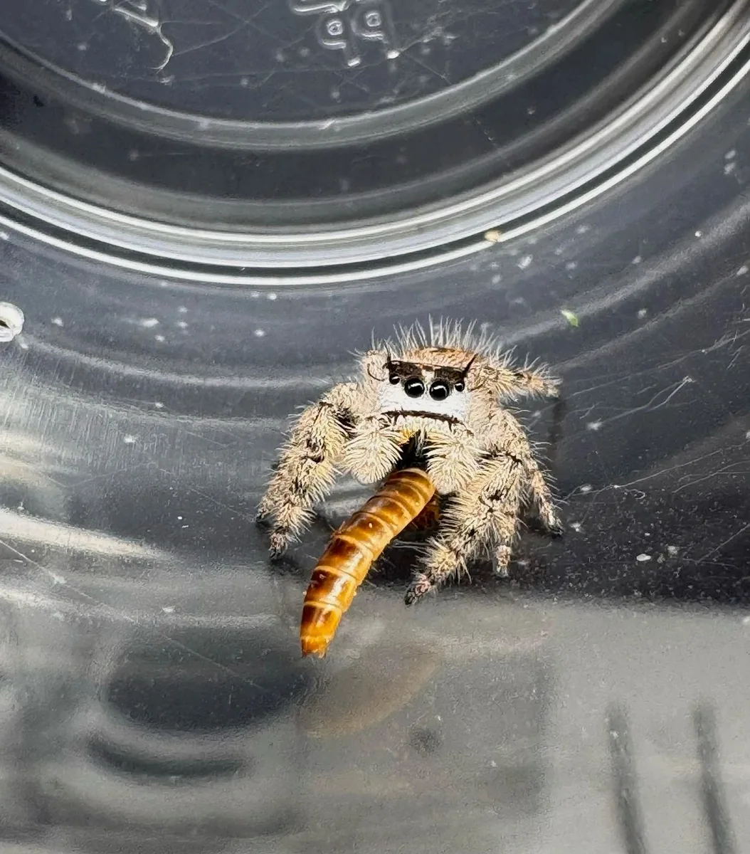 Jumping spider eating a mealworm