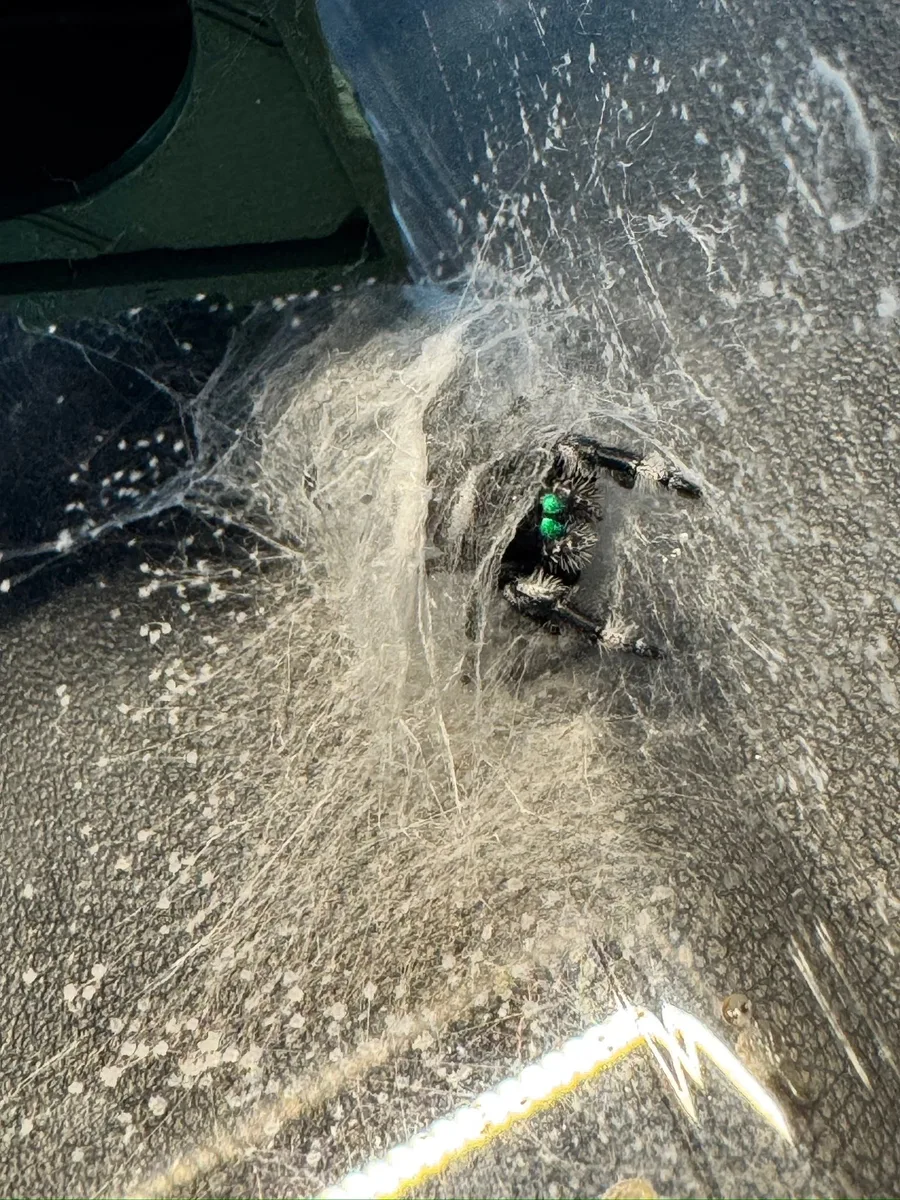 Jumping spider inside a thick silk hammock