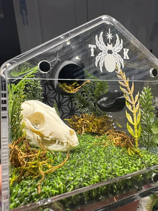 Enclosure with an animal skull and golden grass