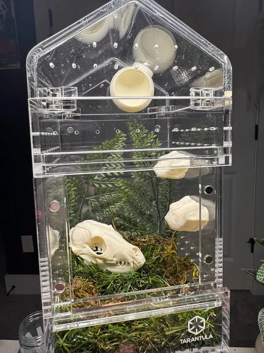 Enclosure with a skull, bones, and ferns