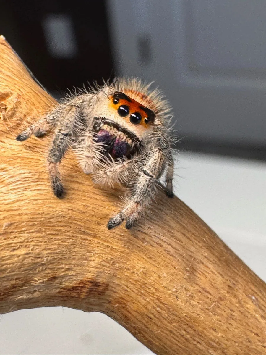 Regal jumping spider perched on a branch